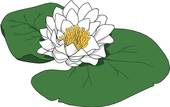 Water Lily clipart #15, Download drawings