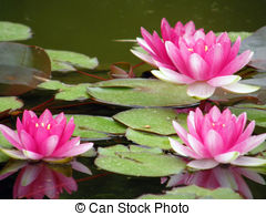 Water Lily clipart #16, Download drawings