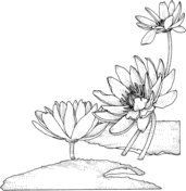 Water Lily coloring #13, Download drawings