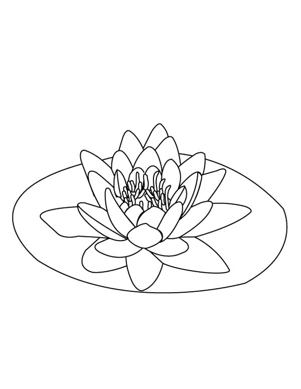 Water Lily coloring #12, Download drawings