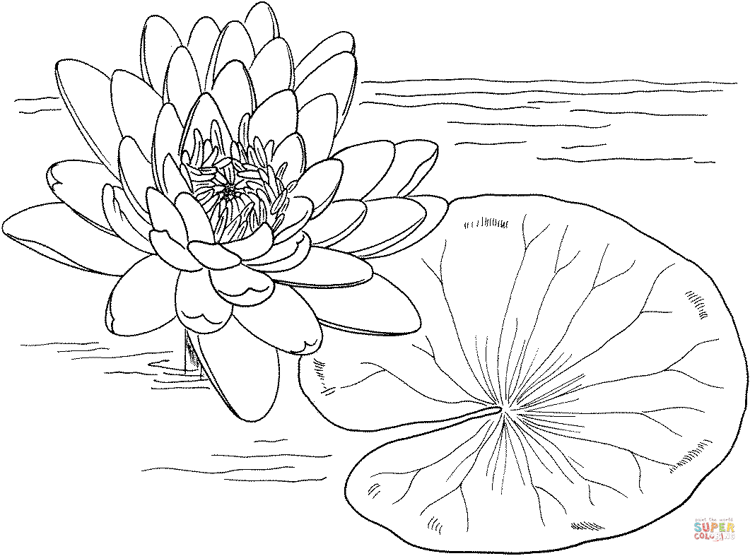 Water Lily coloring #8, Download drawings