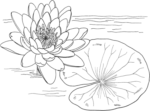 Water Lily coloring #14, Download drawings
