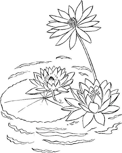 Water Lily coloring #11, Download drawings