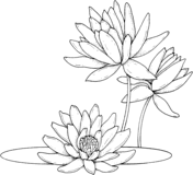 Water Lily coloring #15, Download drawings