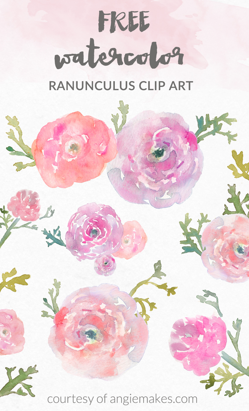Ranuncula clipart #7, Download drawings