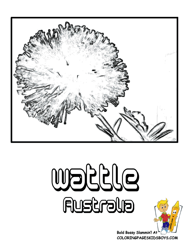 Wattle coloring #20, Download drawings