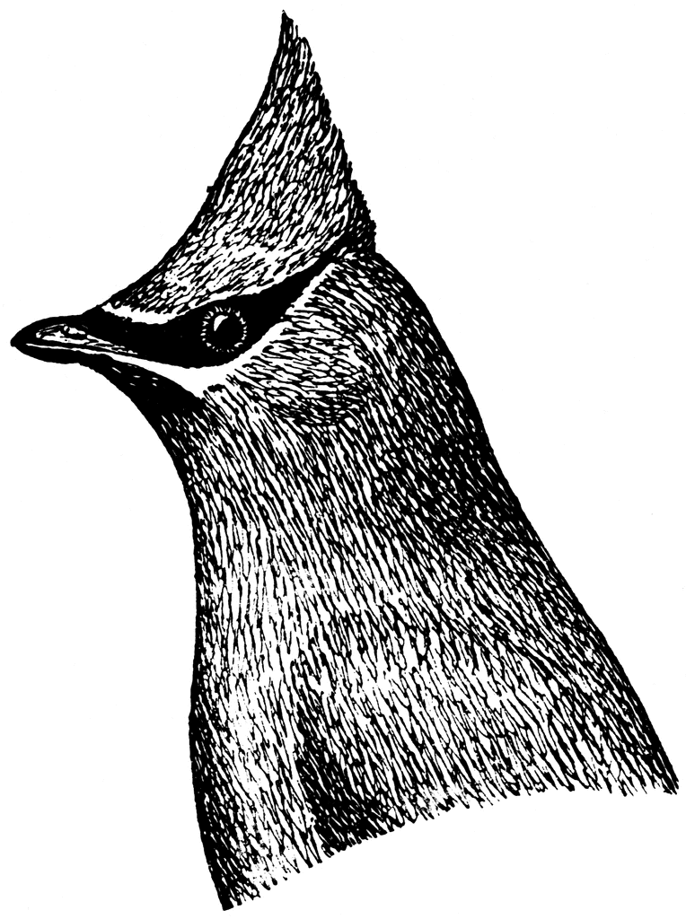 Waxwing clipart #6, Download drawings