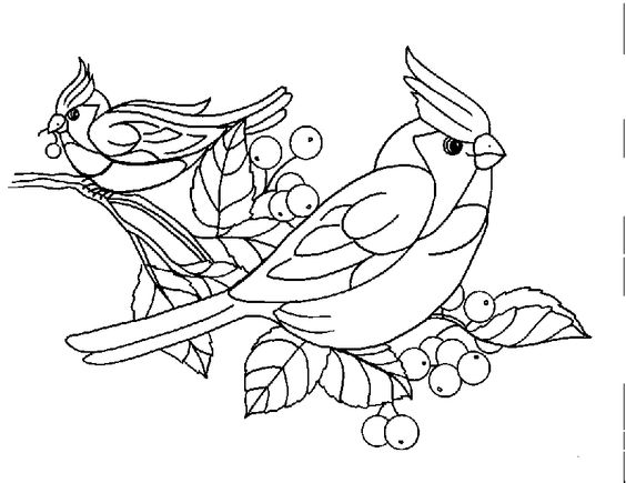 Waxwing coloring #4, Download drawings