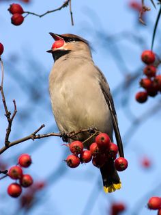 Waxwing svg #3, Download drawings