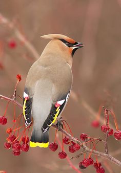 Waxwing svg #11, Download drawings