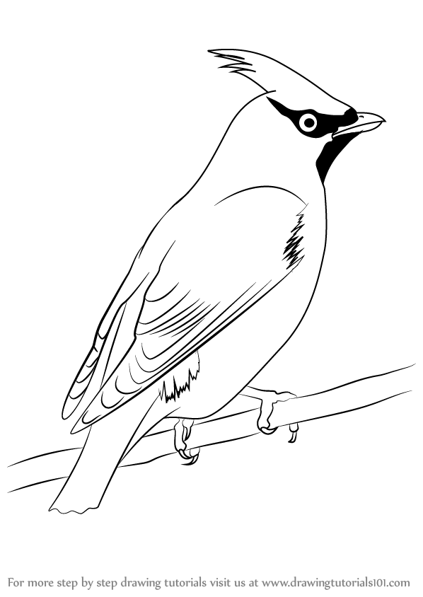Waxwing svg #19, Download drawings