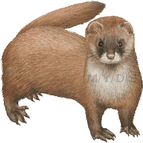 Weasel clipart #6, Download drawings