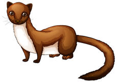 Weasel clipart #19, Download drawings