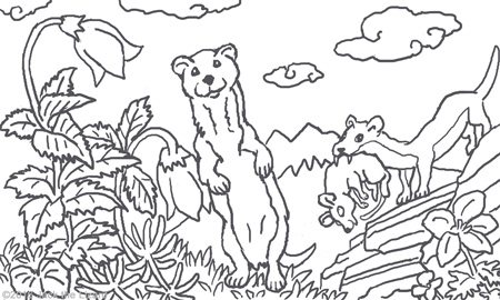 Weasel coloring #14, Download drawings