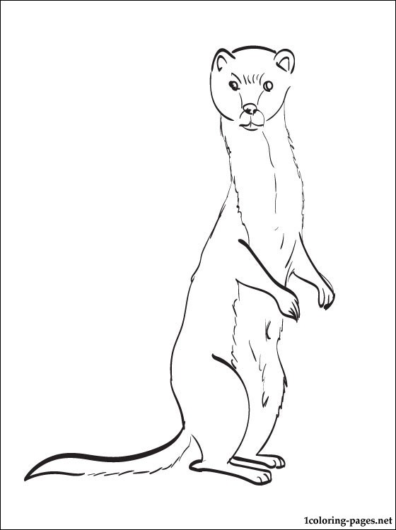Weasel coloring #13, Download drawings