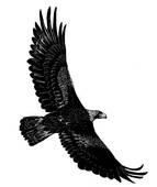 Wedge Tailed Eagle clipart #16, Download drawings