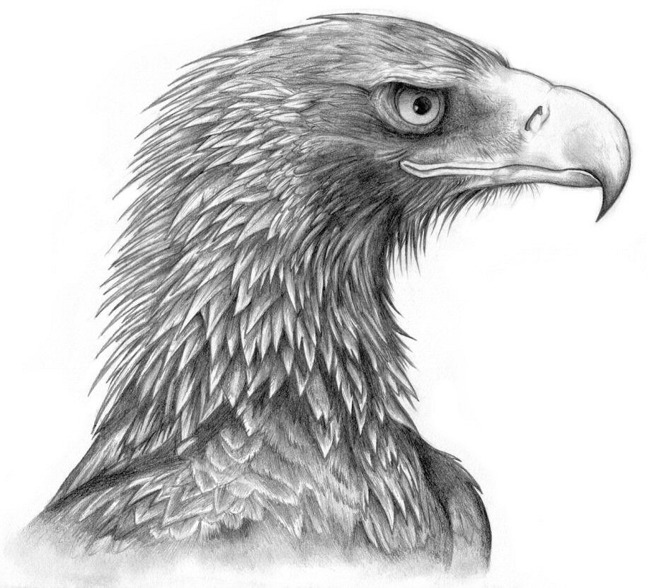 Wedge Tailed Eagle coloring #18, Download drawings