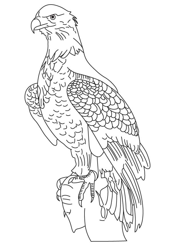 White-tailed Eagle coloring #2, Download drawings