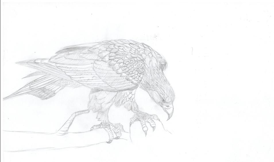 Wedge Tailed Eagle coloring #12, Download drawings