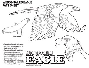 Wedge Tailed Eagle coloring #16, Download drawings