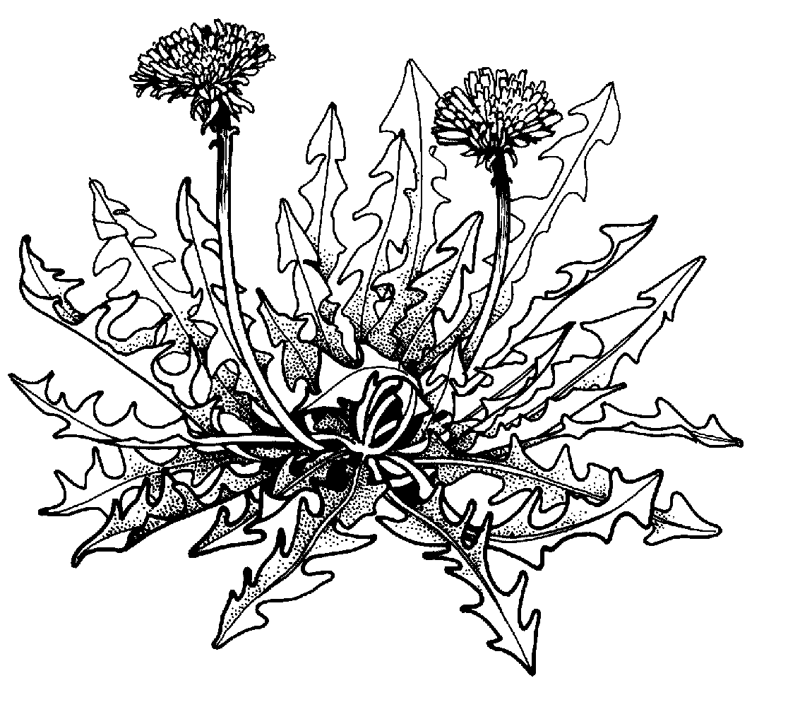 Weeds clipart #3, Download drawings