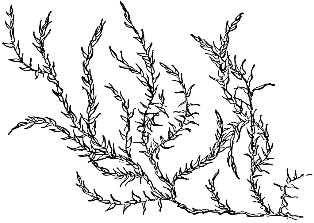 Weeds clipart #5, Download drawings