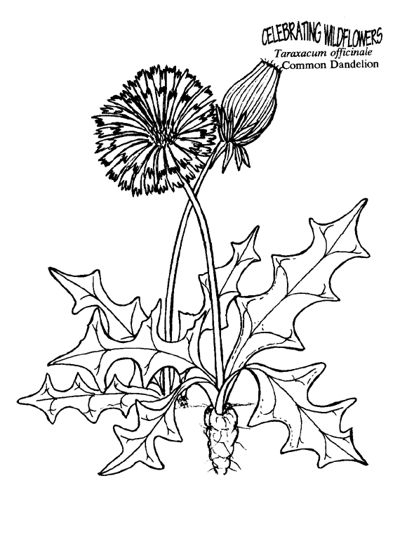 Weeds coloring #12, Download drawings