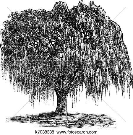 Weeping Willow clipart #13, Download drawings