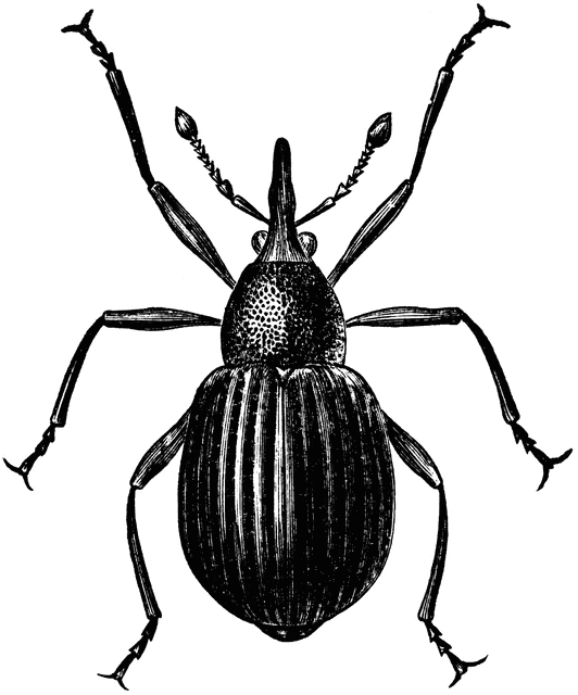 Weevil clipart #20, Download drawings