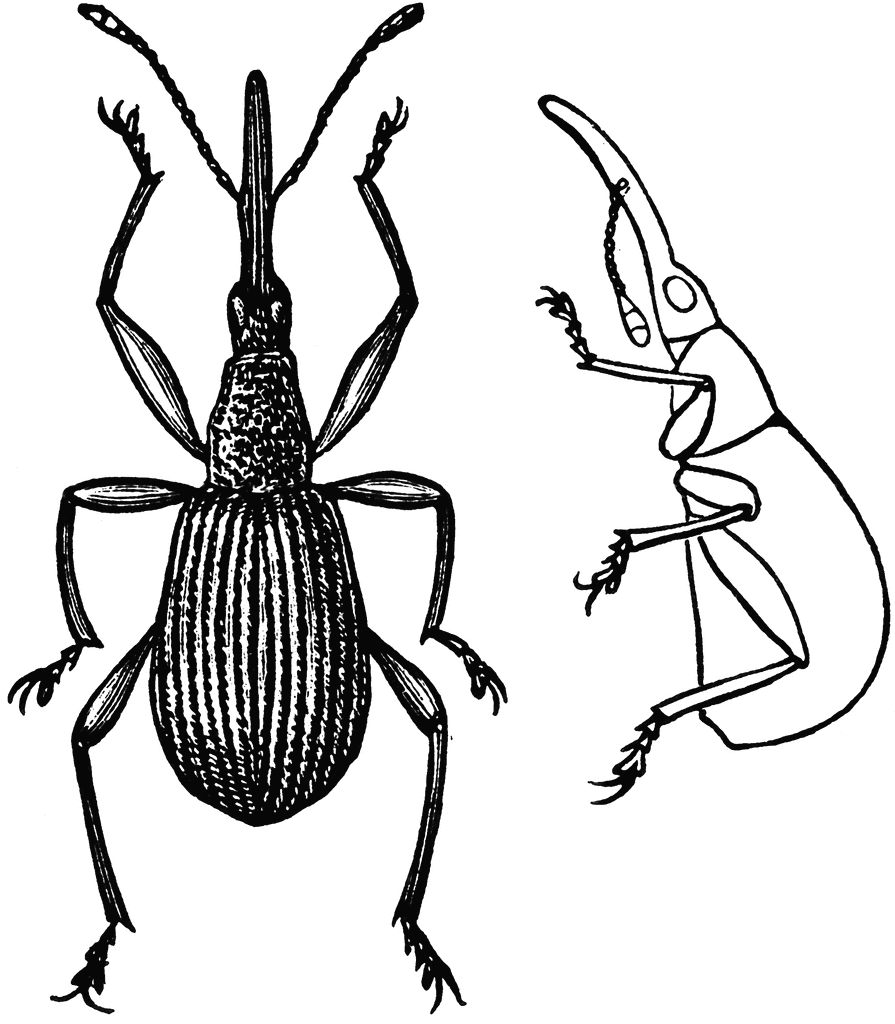 Weevil clipart #4, Download drawings