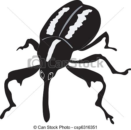 Weevil clipart #17, Download drawings
