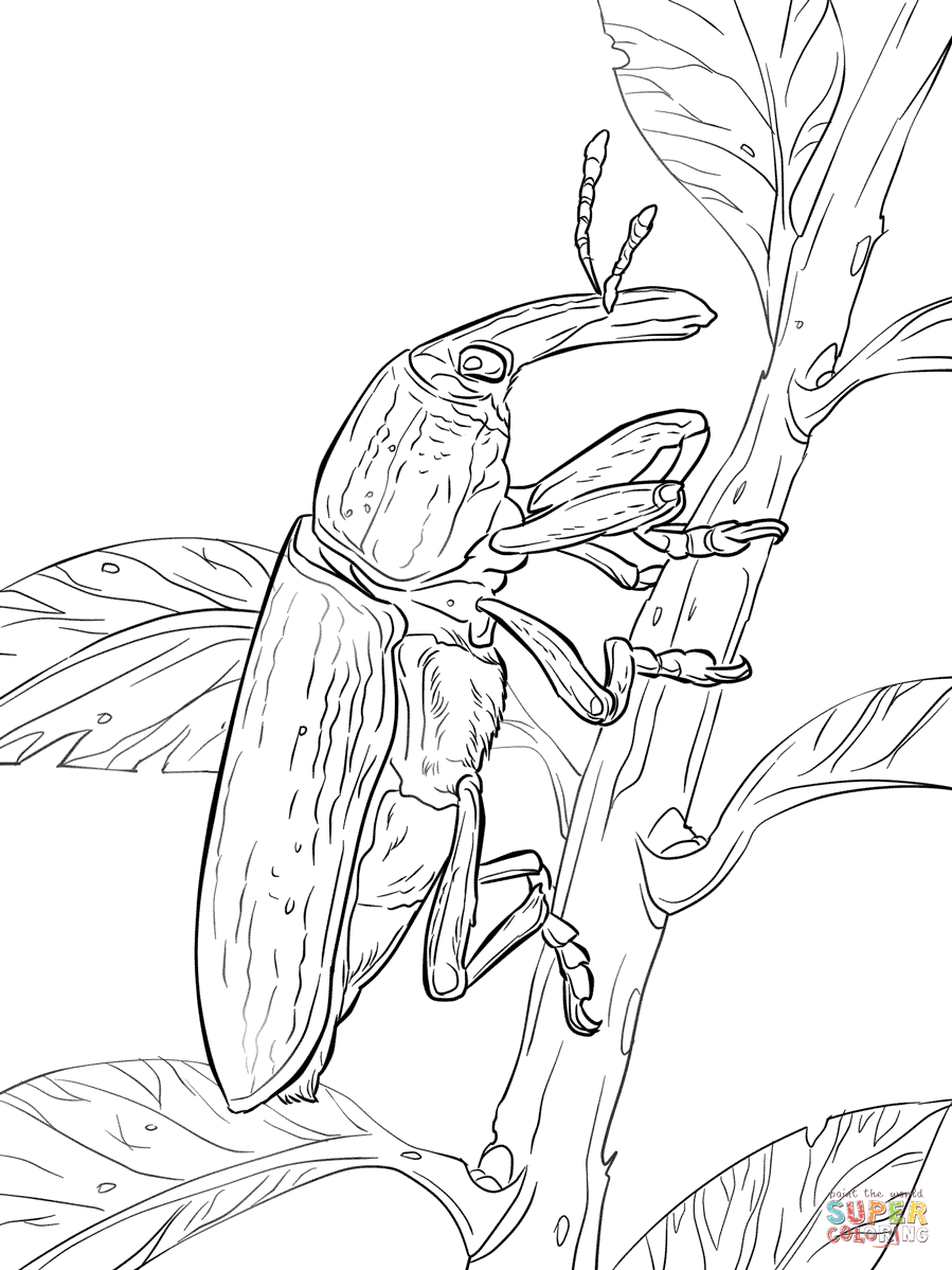 Weevil coloring #14, Download drawings