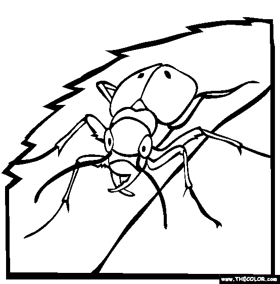 Weevil coloring #17, Download drawings