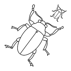 Weevil coloring #2, Download drawings