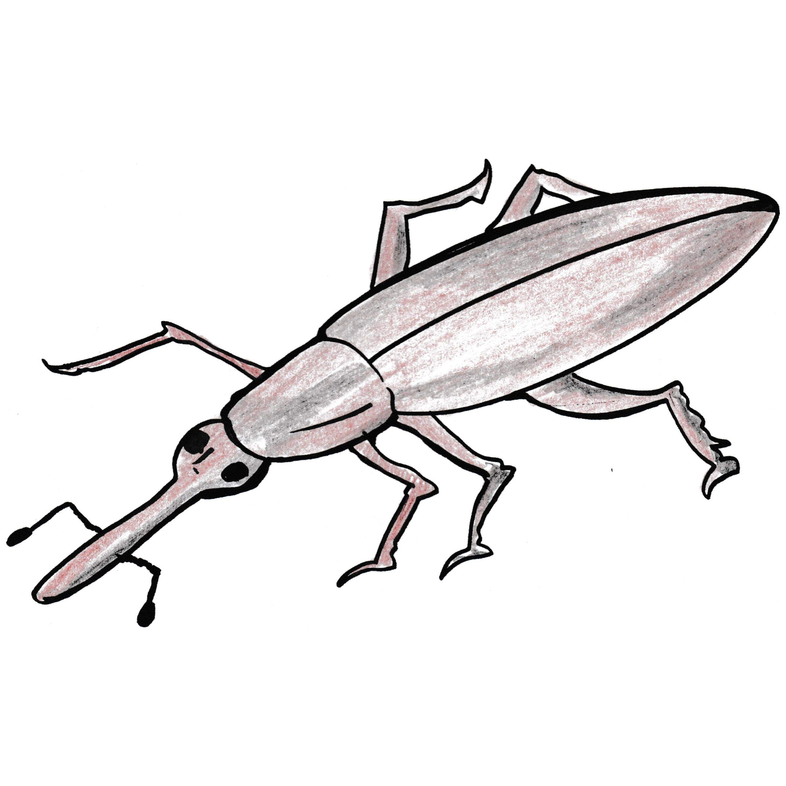 Weevil coloring #3, Download drawings