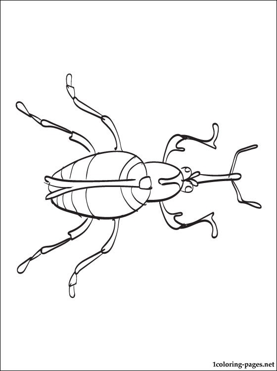 Weevil coloring #7, Download drawings