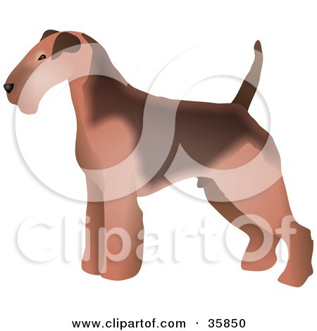 Welsh Terrier clipart #7, Download drawings
