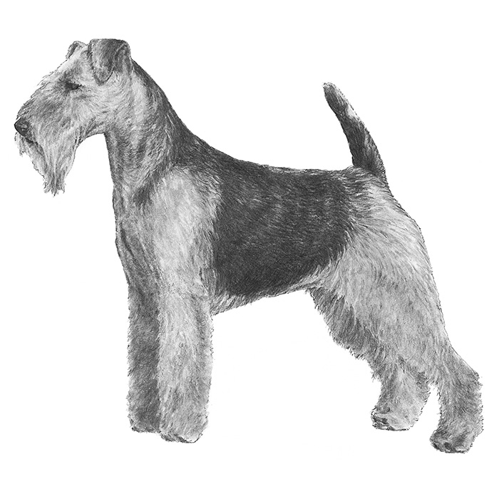 Welsh Terrier coloring #2, Download drawings