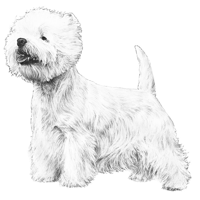 West Highland White Terrier coloring #15, Download drawings