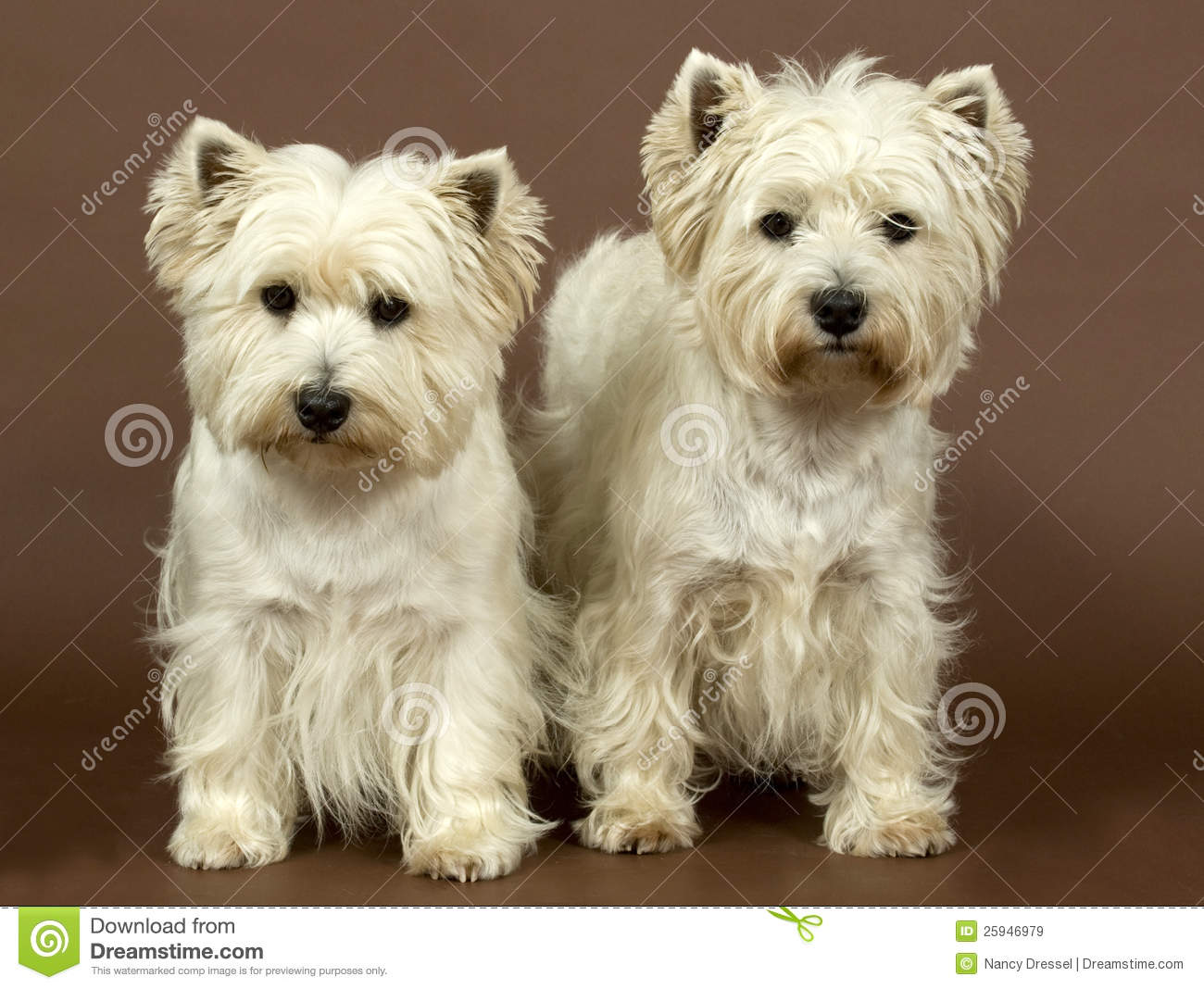 West Highland White Terrier coloring #19, Download drawings