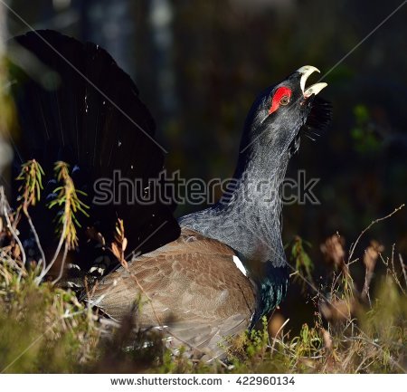 Western Capercaillie clipart #1, Download drawings