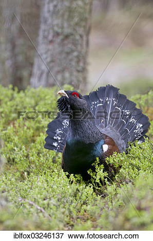 Western Capercaillie clipart #10, Download drawings