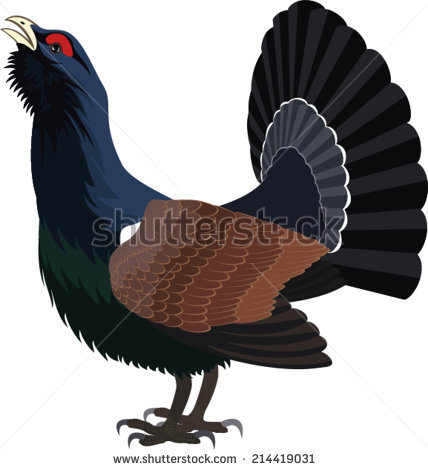 Western Capercaillie clipart #9, Download drawings