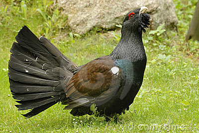 Western Capercaillie clipart #7, Download drawings