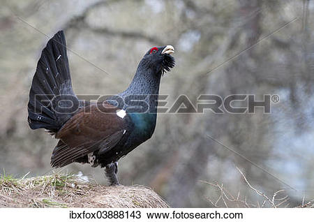 Western Capercaillie clipart #18, Download drawings