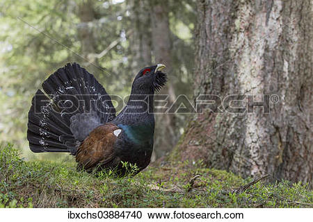 Western Capercaillie clipart #16, Download drawings