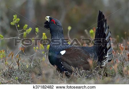 Western Capercaillie clipart #14, Download drawings