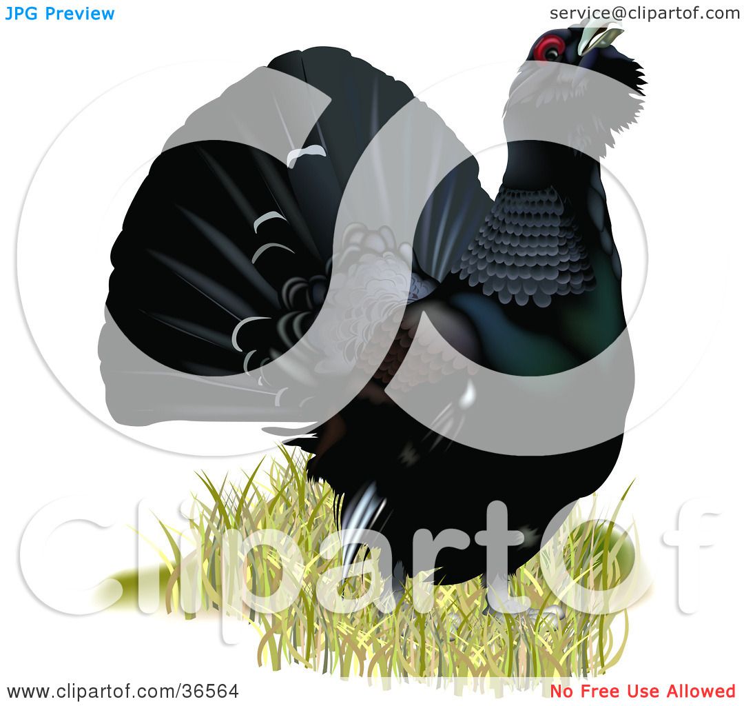 Western Capercaillie clipart #11, Download drawings
