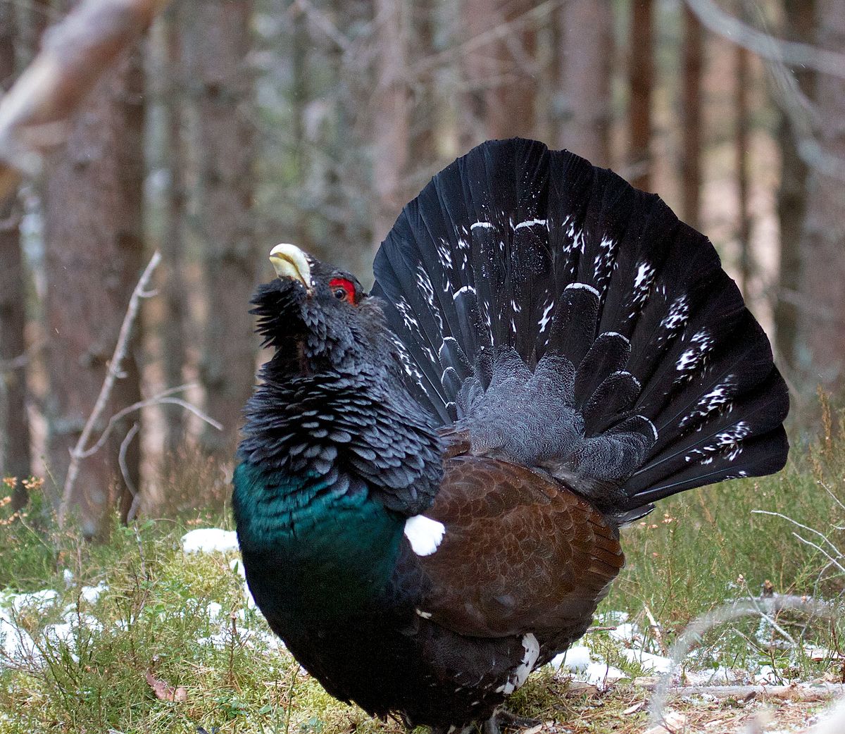 Western Capercaillie svg #20, Download drawings