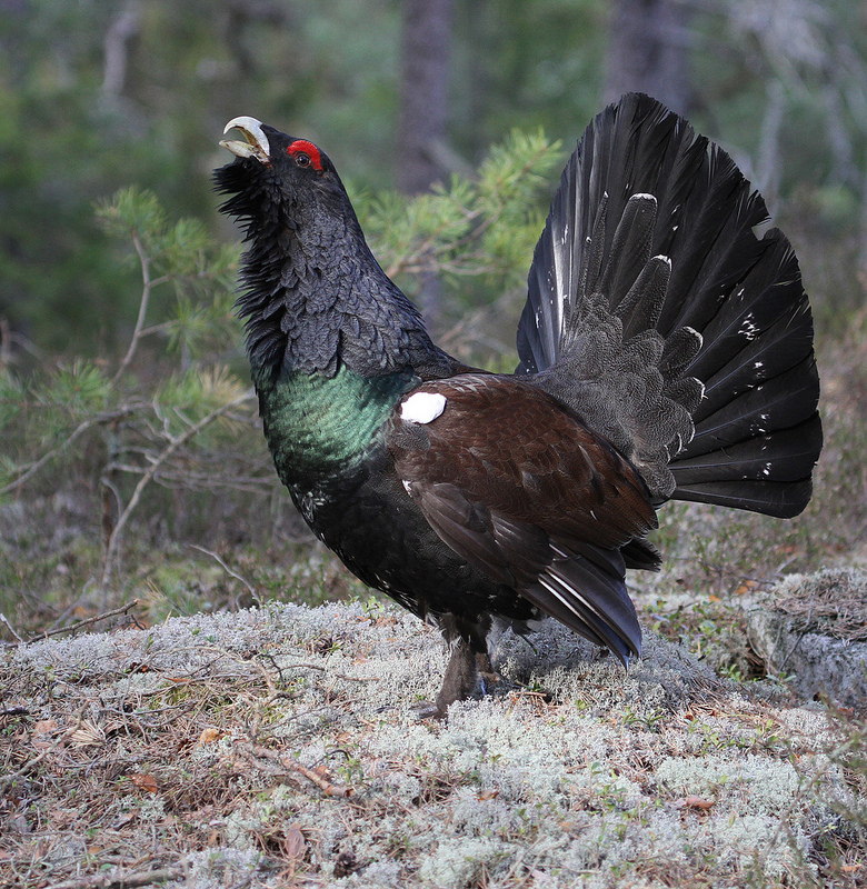 Western Capercaillie coloring #15, Download drawings